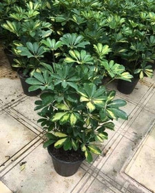 تصویر 3 از شفلرا مناسب محیط‌ های کم نور و سایه